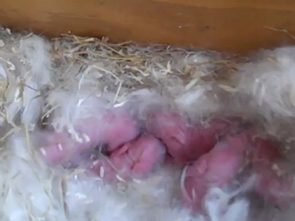 Bébés lapins nuage