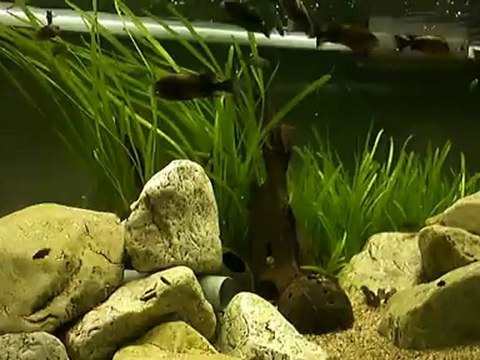 500l Tropheus black bemba (2)