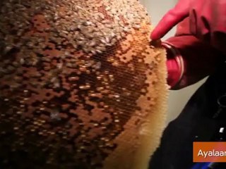 Man Finds 50,000 Bees in His Home
