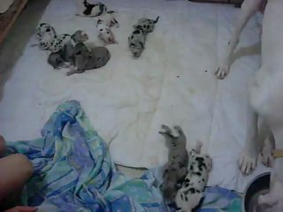 les premiers pas FORTUNA MAJEUR