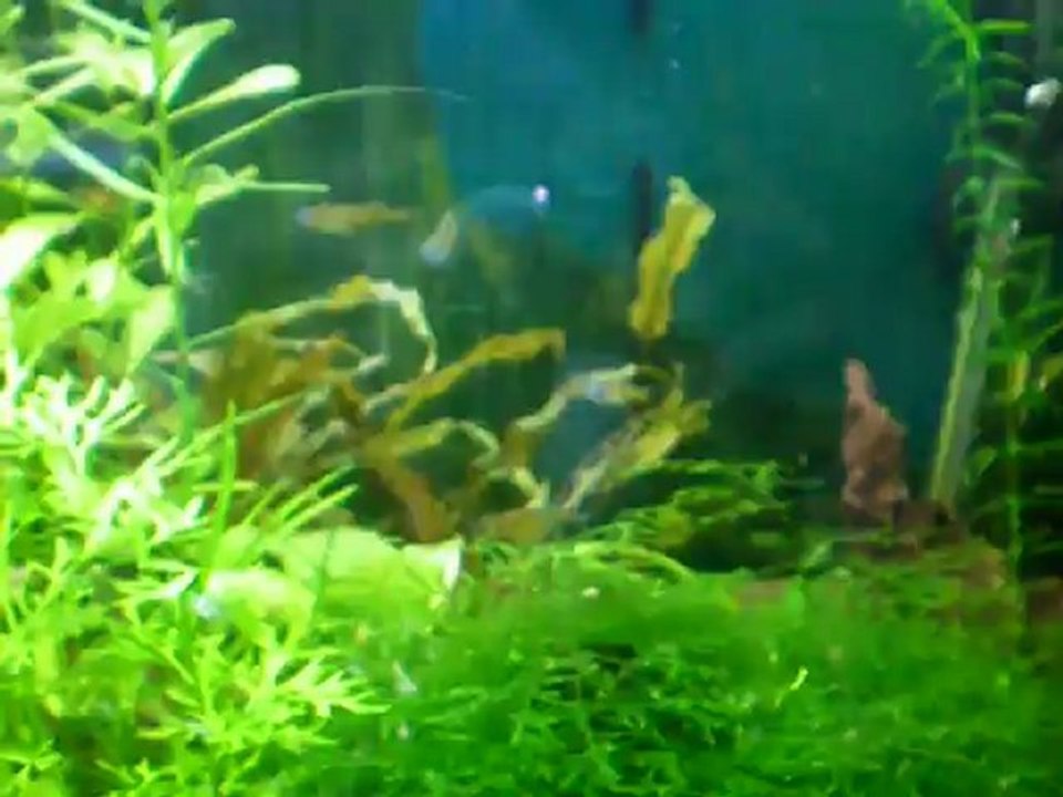 Neocardina heteropoda yellow