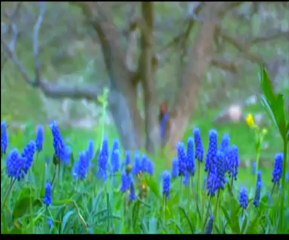 İbrahim Rojhilat  Esmer Eman