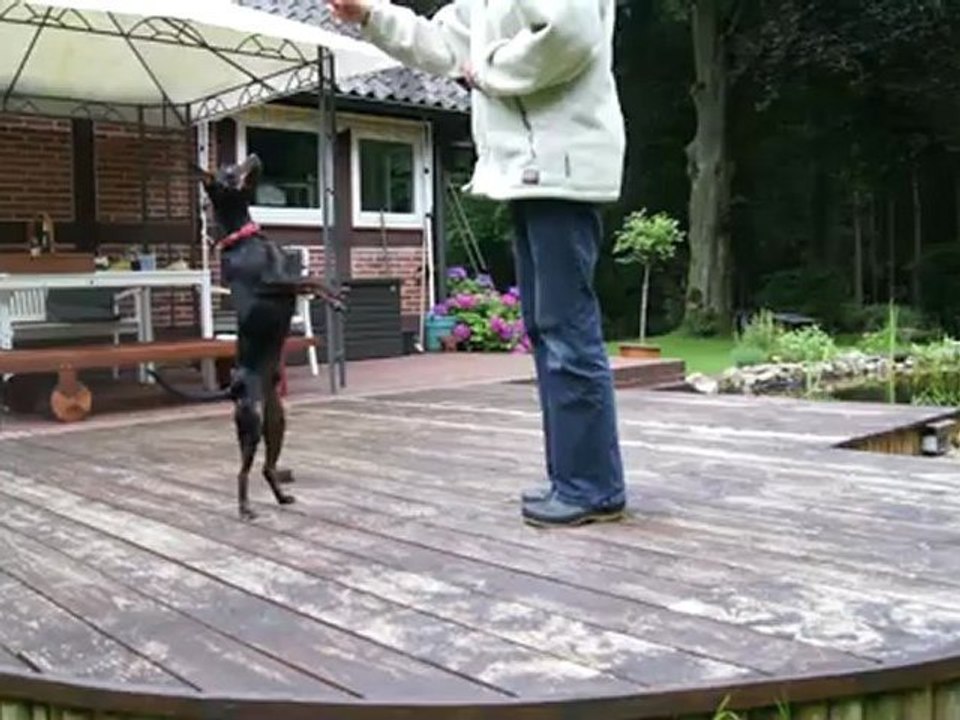 Sammy macht 'Hübsch'