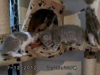 Chatons à la découverte de leur univers 12:07:2012