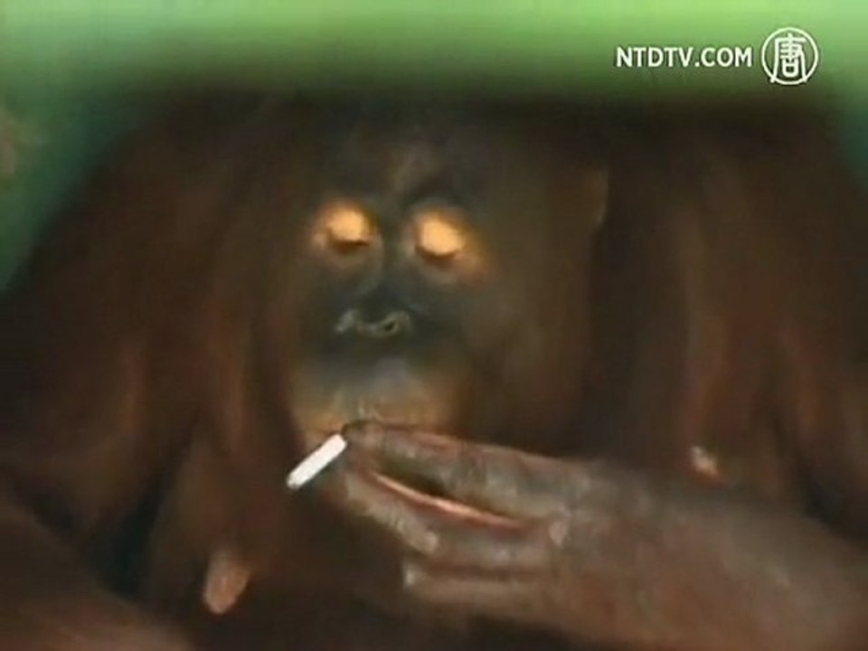Smoking Monkey Forced to Quit