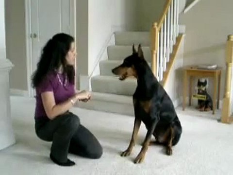 Pet Training Made Easy - Train Your Dog