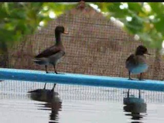 videofinal - ALBERTO UTRERA