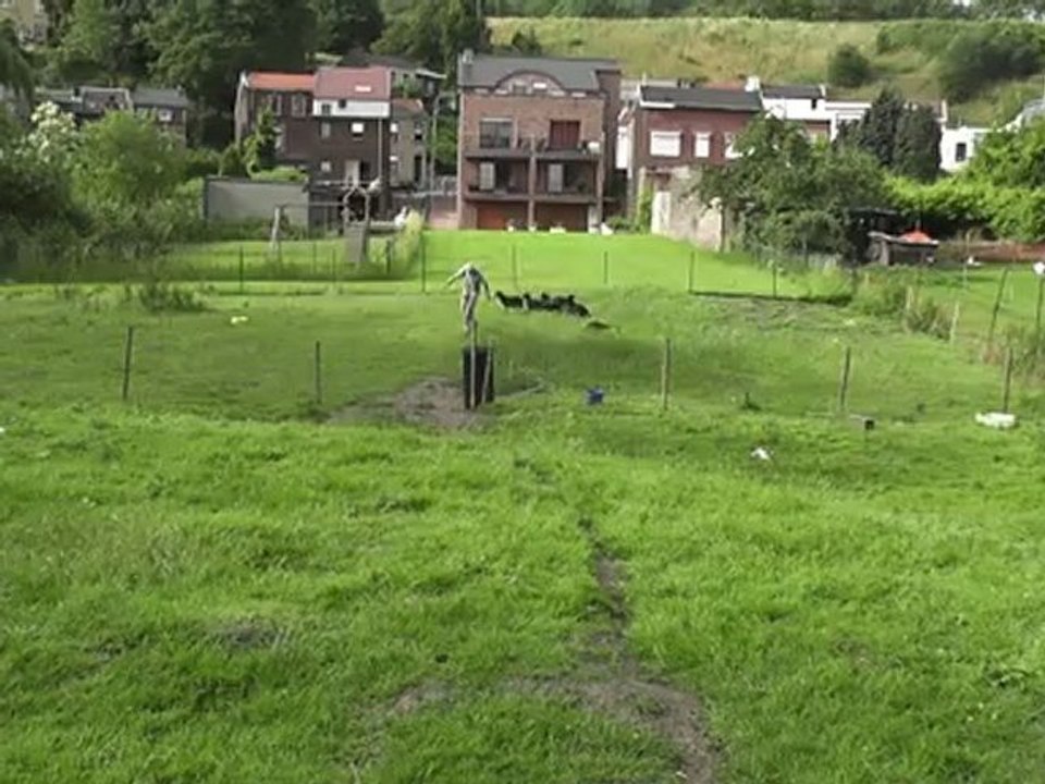 Entrainement d'une jeune border collie de 5 mois et demi
