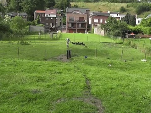 Entrainement d'une jeune border collie de 5 mois et demi