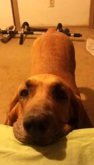 My dog is begging me let him jump into my bed.