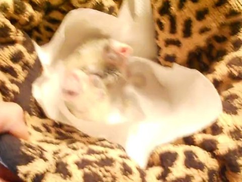 2 bebe callo 14 jours et 12 jours nourri à la seringue