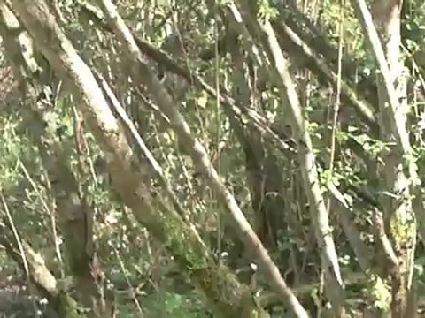 Chienne st hubert au rapprocher