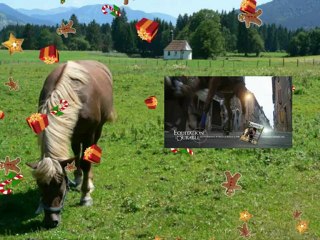 Le Cheval  - Au Galop