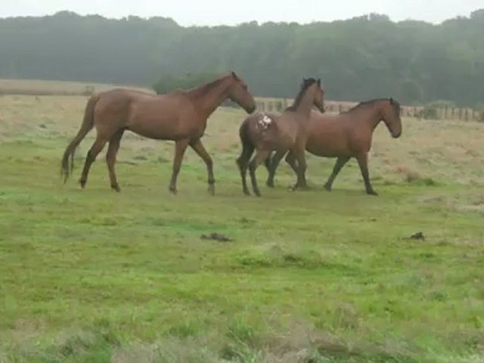 13.07.2012.e.limpio.batou