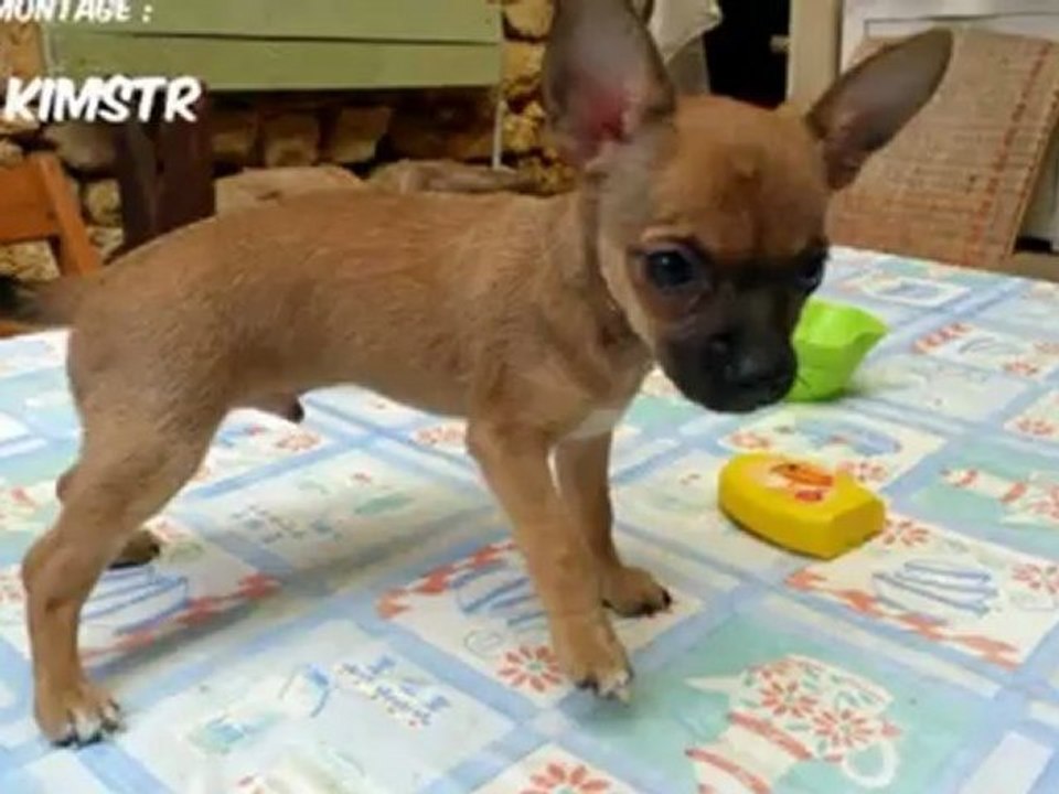 Arrivée de "Hugo", chihuahua mâle de 2 mois