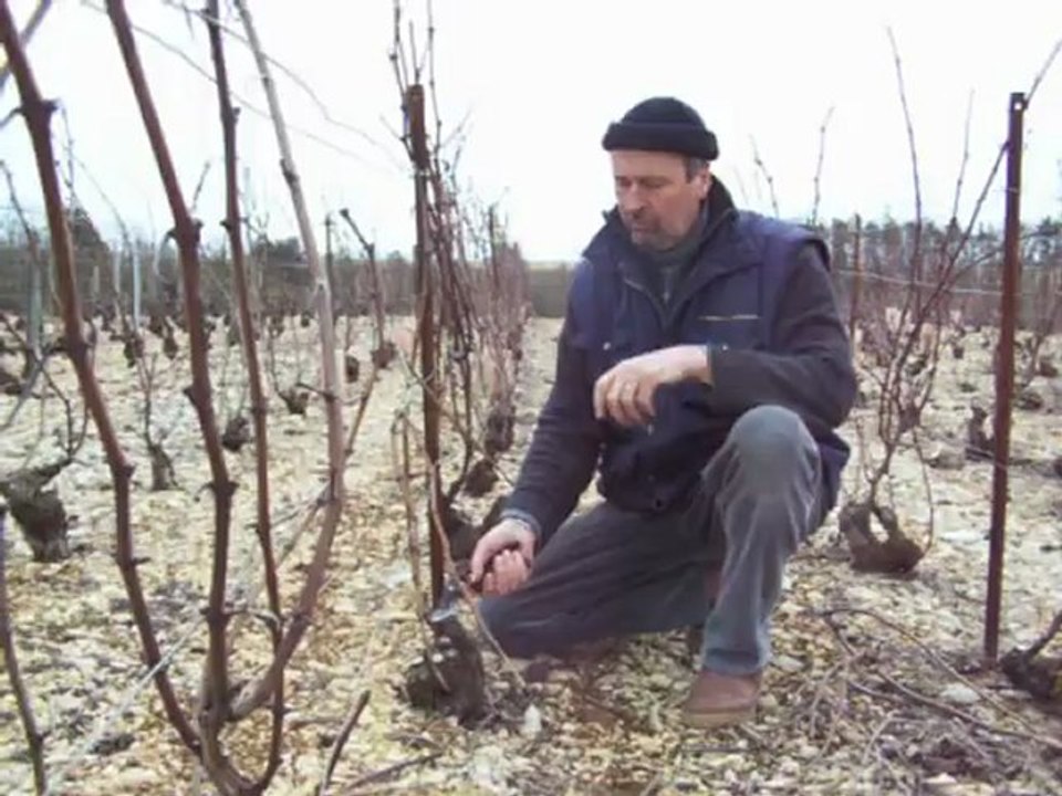 Domaine Bruno Dangin. Crémant de Bourgogne Biologique. La taille. TV Bio'Bulle 1/8