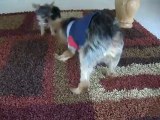 GrandPuppy Wrestling: Prince & Penny