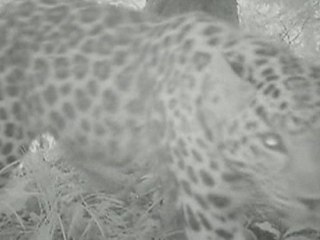 Cameras catch ultra-rare Amur leopard in north-east China