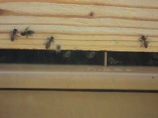 La vie d'une abeille le 14 Juillet 2012 en Normandie