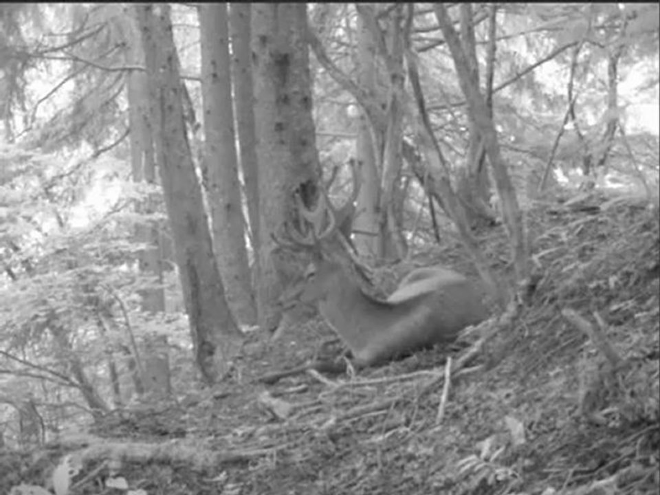 cerf_14-07-2012