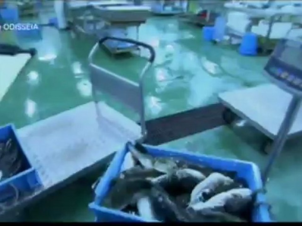 Fugu - A Taste To Die For