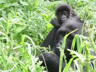Gorilas aún bajo amenaza