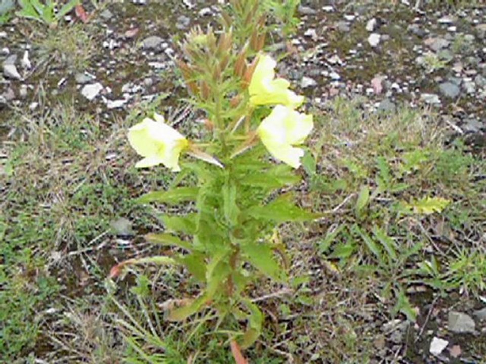 Trail Trekking - Phoenix Greenways - Walk 4, Brierley Forest Park to Skegby