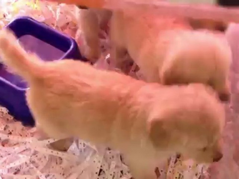 satilik golden retriever yavruları  0 533 397 45 77