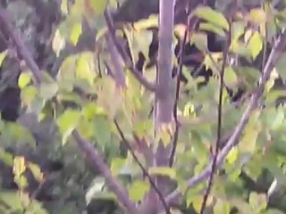 entrainement parc sanglier