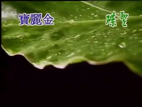 Tương Tư Trong Mưa Gió (相思風雨中) (1992) - Trương Học Hữu & Thang Bảo Như