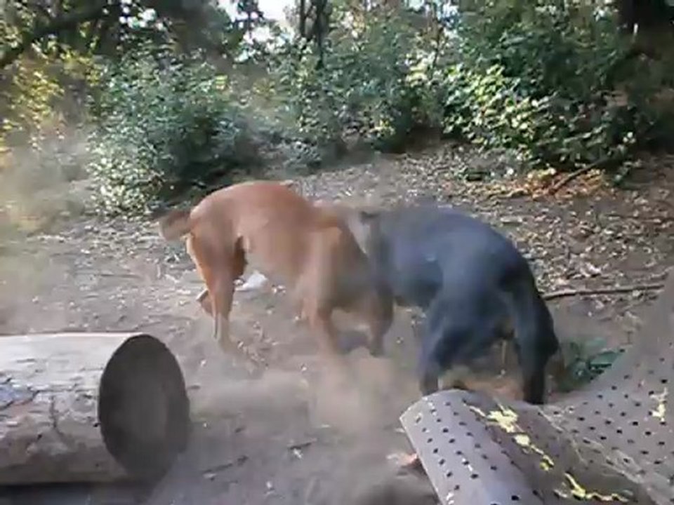 Redden et ses copains Parc 7 collines 15/07/2012 n° 3