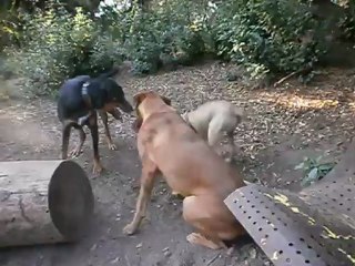 Redden et ses copains Parc 7 collines 15/07/2012 n° 7