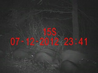 Défilé de sangliers partie 1/2