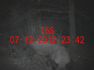 Défilé de sangliers partie 2/2