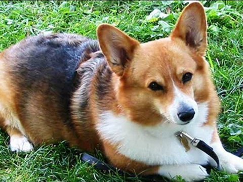 Nancy Simmonds - The True Prince of Wales (Welsh Corgi)