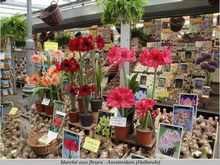 Vélo Bruges Amsterdam