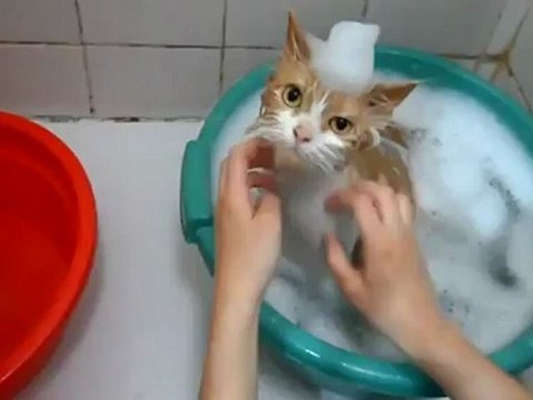 Quem disse que os gatos não gostam de água
