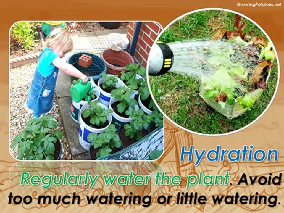 Grow Potatoes in Containers to Avoid Space Limitations