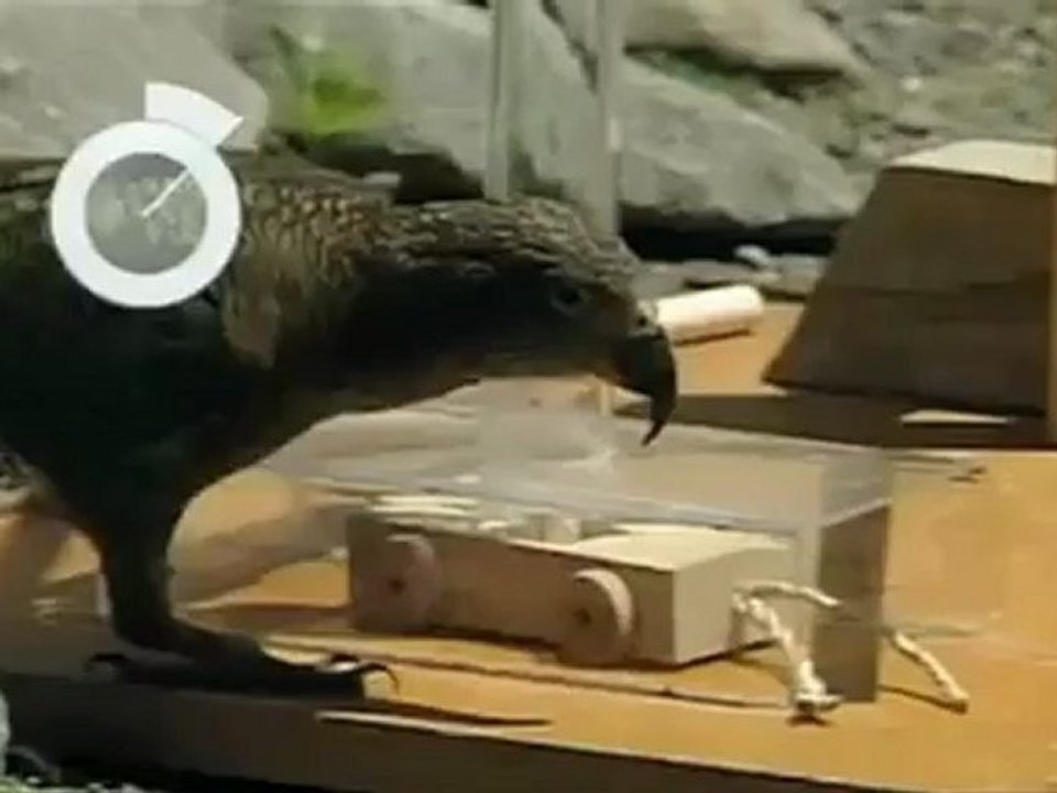 Intelligenz der Vögel - Keas aus Neuseeland