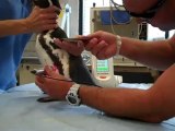 Humbolt Penguins being treated with K-Laser-Michael D. Berry, D.C. Orange, CA chiropractor