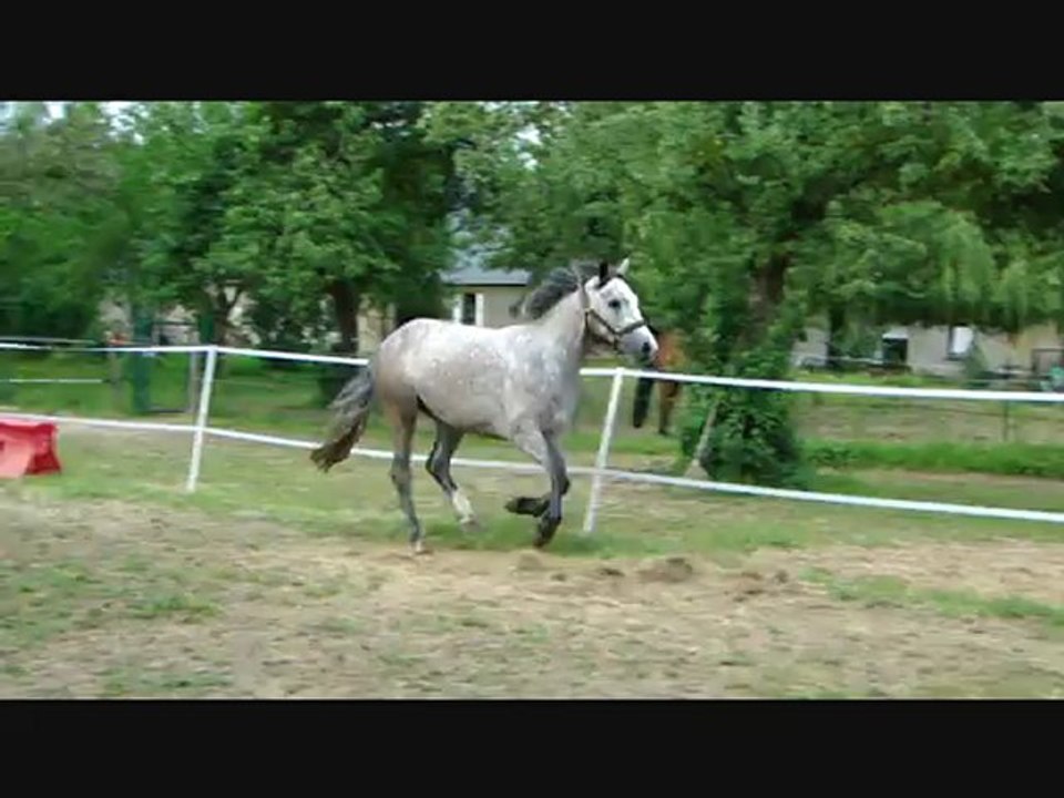 Vic Du Cadran à l'obstacle