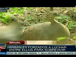 Progresiva destrucción agresiva de la amazonía brasileña