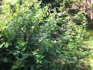 Jardin avant