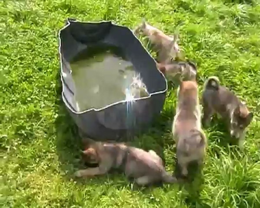 chiots apache et talim 15 juillet 2012