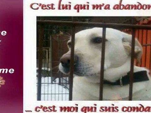 Un chien ne pleure pas mais ne m'abandonne pas