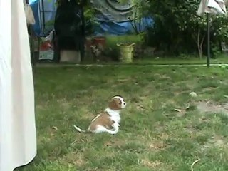 Hermione fait sa "fofolle"