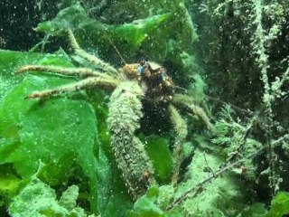 Plongée de nuit le 14 juillet 2012