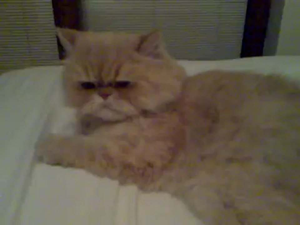 Pamuk Kedi Poz Verirken.