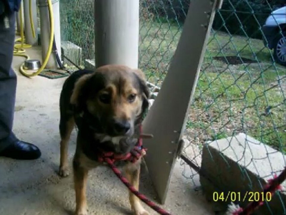 La complainte du chien abandonné - YVES SCHEER