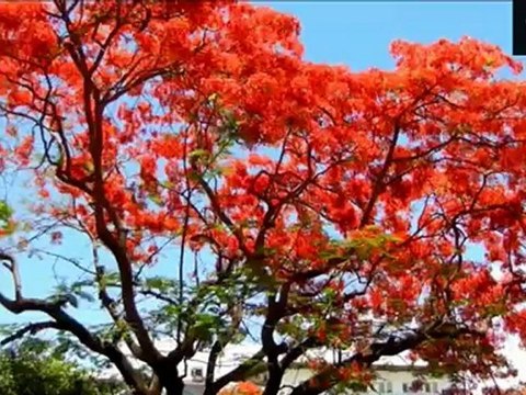 Jean Claude Borelly Le Concerto De La Mer.. et des flamboyants